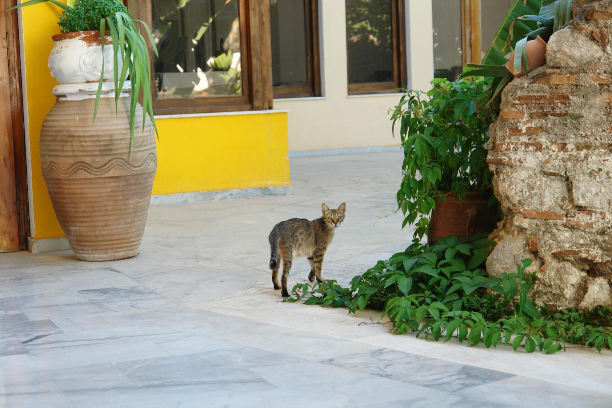 Verdelis Inn Epidaurus Экстерьер фото